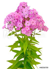FLOWERS Phlox, 1 Bunch
