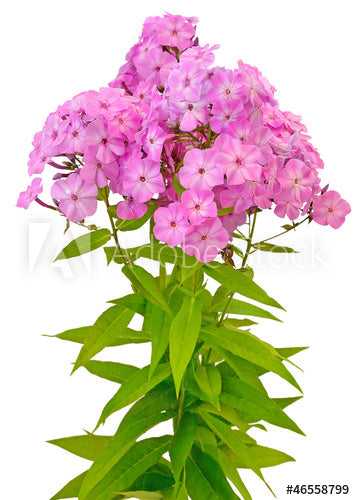 FLOWERS Phlox, 1 Bunch