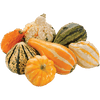ORNAMENTAL GOURDS