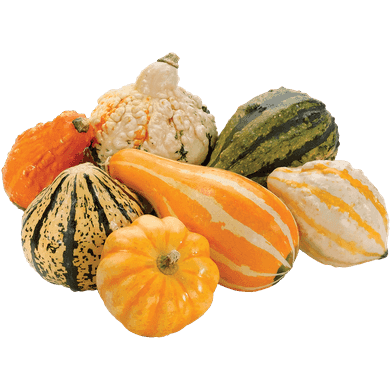 ORNAMENTAL GOURDS