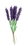 LAVENDER (LOCAL) [1 ea]