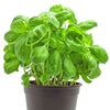 LIVING BASIL [1 EACH]