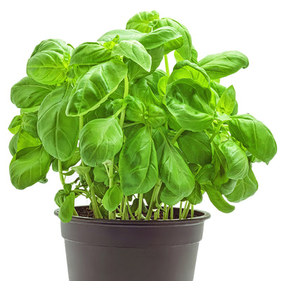 LIVING BASIL [1 EACH]