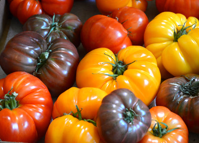 HEIRLOOM TOMATOES