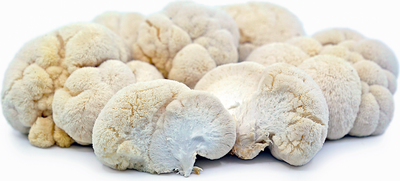 LIONS MANE MUSHROOM