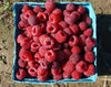 GOBIND FARMS RASPBERRIES [1 ea]