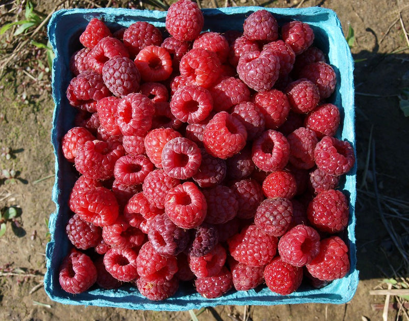GOBIND FARMS RASPBERRIES [1 ea]