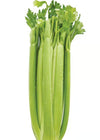 CELERY STALK