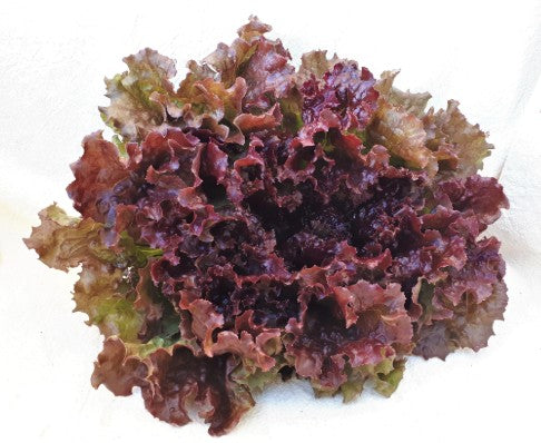 LONGVIEW ORGANIC RED LEAF [1 ea]