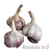 RUSSIAN RED GARLIC BAG [3 pkg]