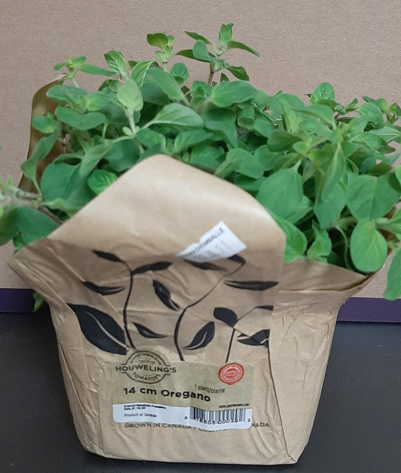 LIVING OREGANO [1 ea]