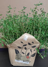 LIVING THYME [1 ea]