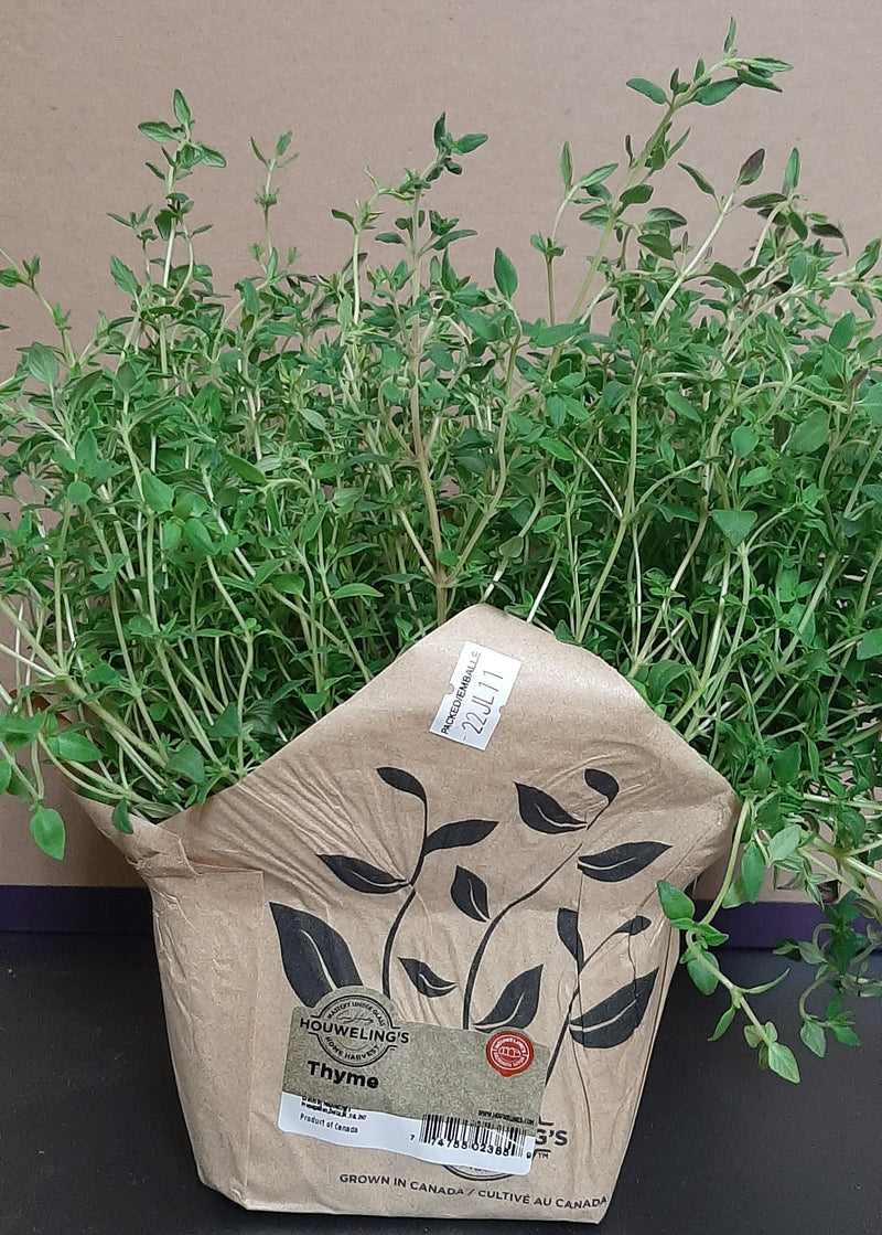LIVING THYME [1 ea]