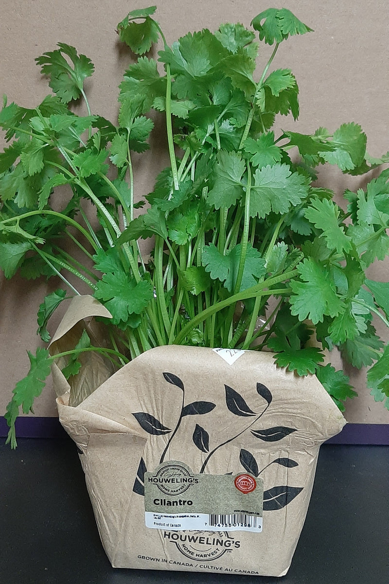 LIVING CILANTRO [1 ea]