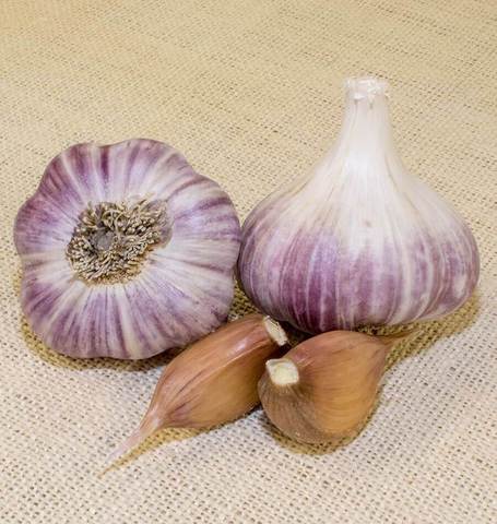 ORG RED RUSSIAN GARLIC