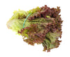 ORG RED LEAF