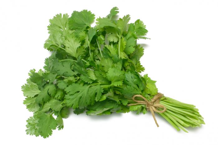 CILANTRO [1 EACH]