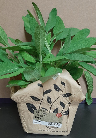 LIVING SAGE [1 ea]