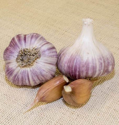 PURPLE GARLIC