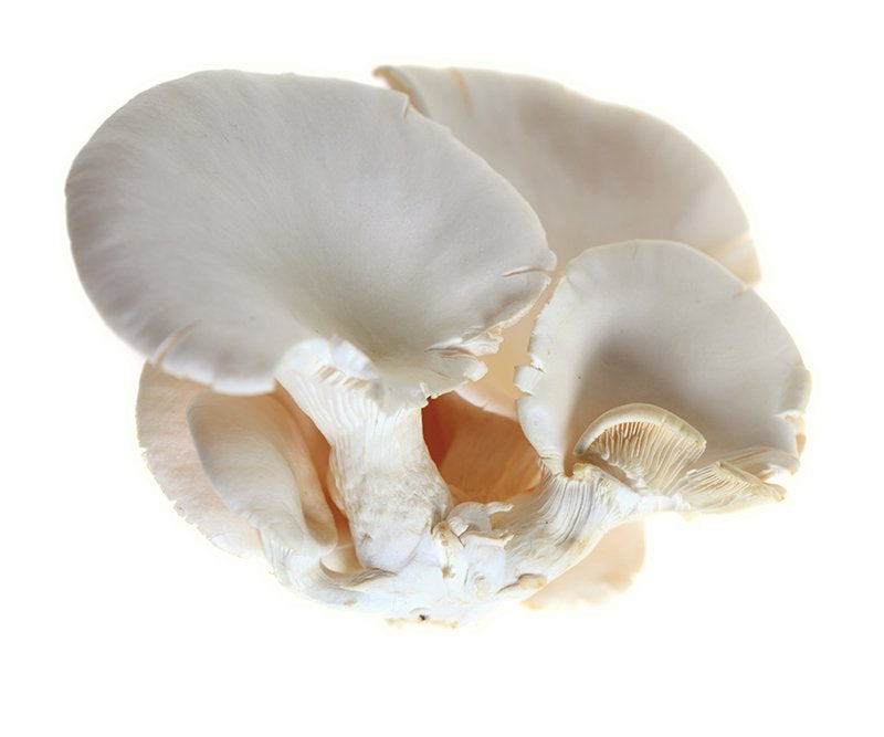 BLUE OYSTER MUSHROOMS