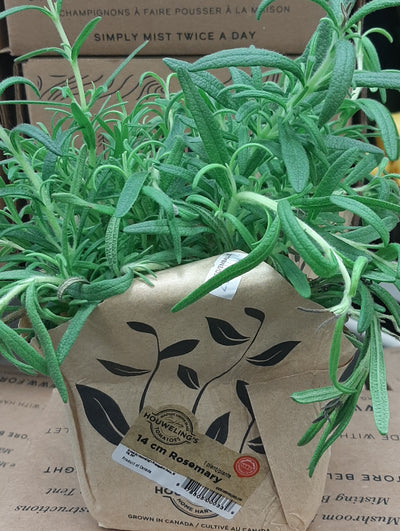 LIVING ROSEMARY [1 ea]