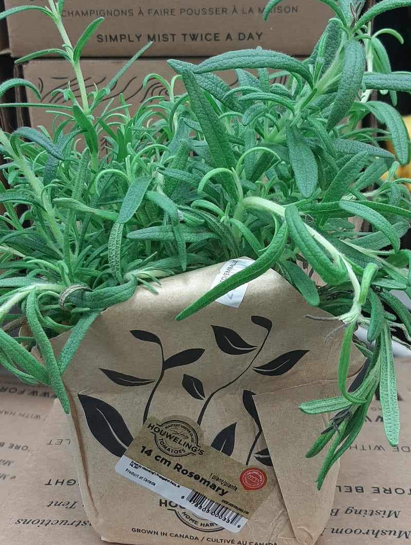 LIVING ROSEMARY [1 ea]