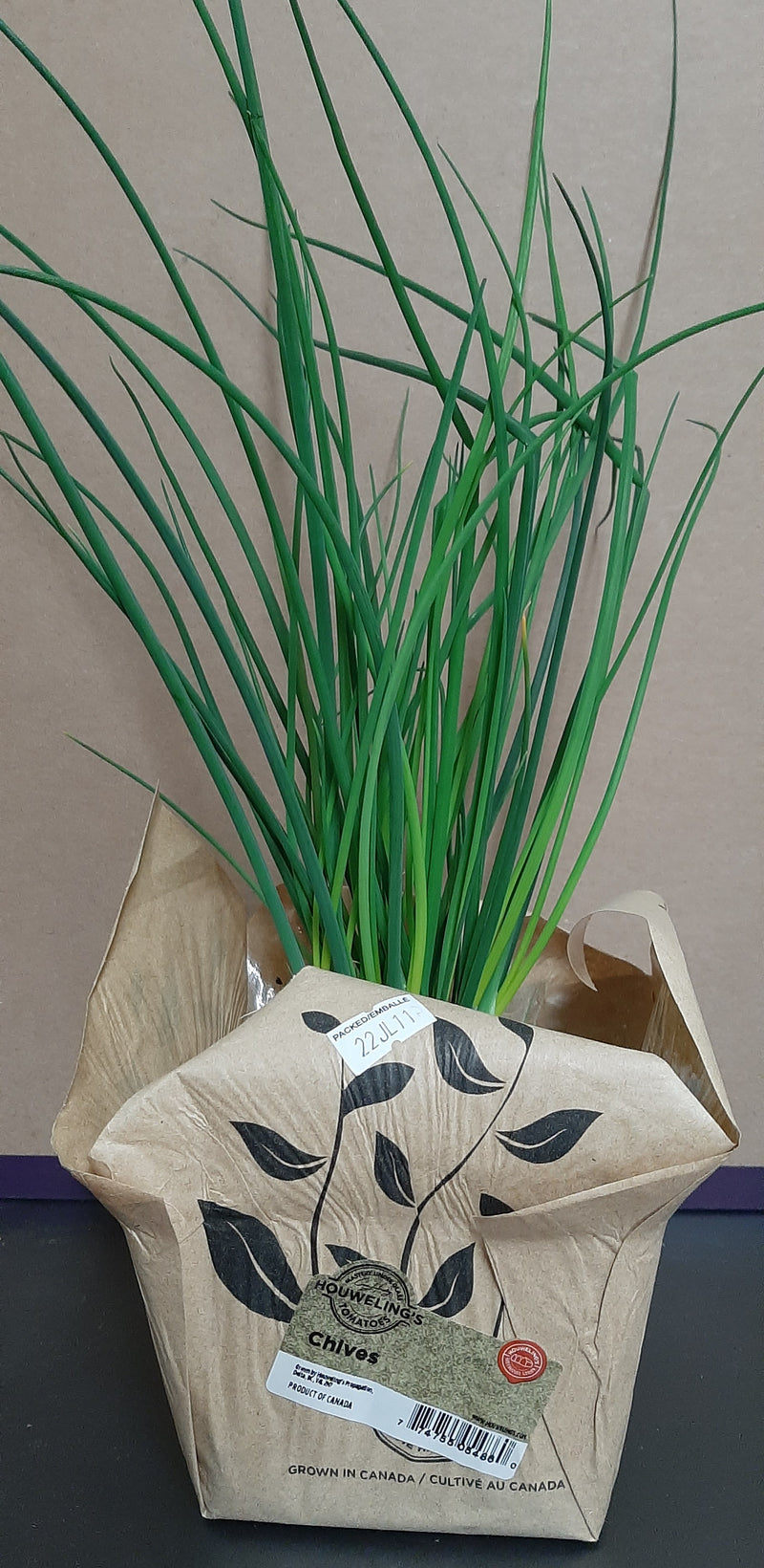 LIVING CHIVES [1 ea]