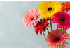 FLOWERS Gerberas, 1 bunch