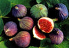 FRESH FIGS [1 EACH]