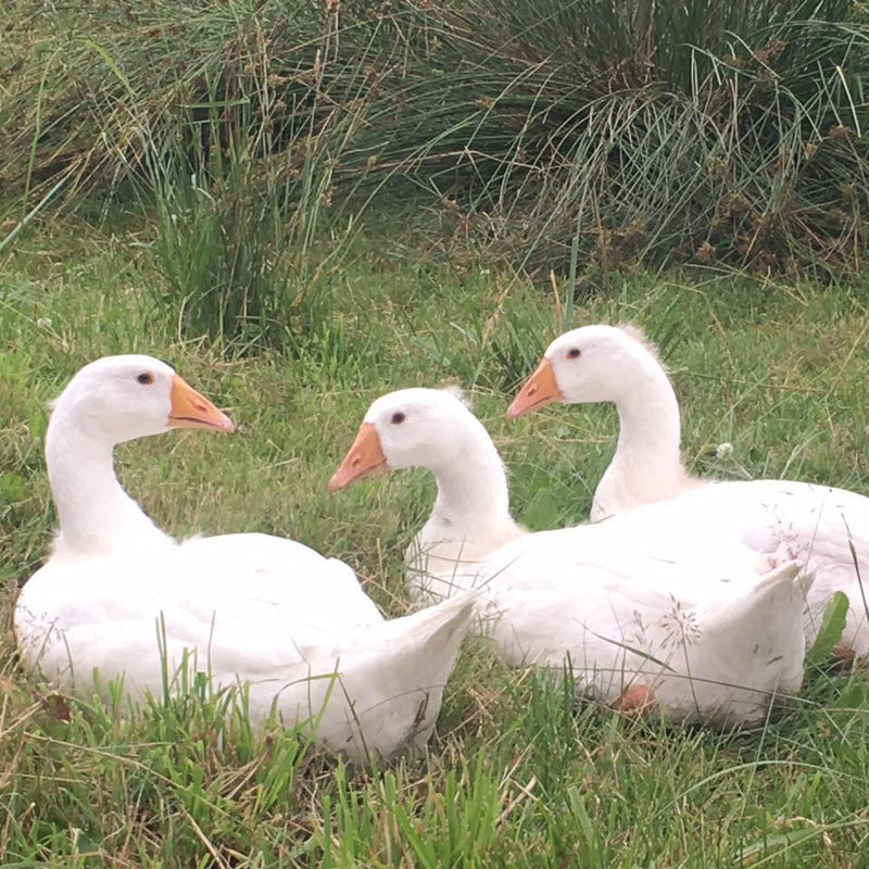 ABBY LANE FARM DUCK EGGS [1 ea]