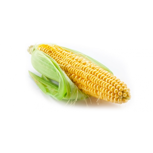 CORN ON THE COB [1 EACH]
