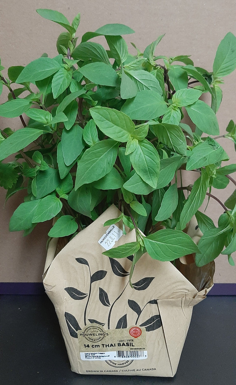 LIVING THAI BASIL [1 ea]