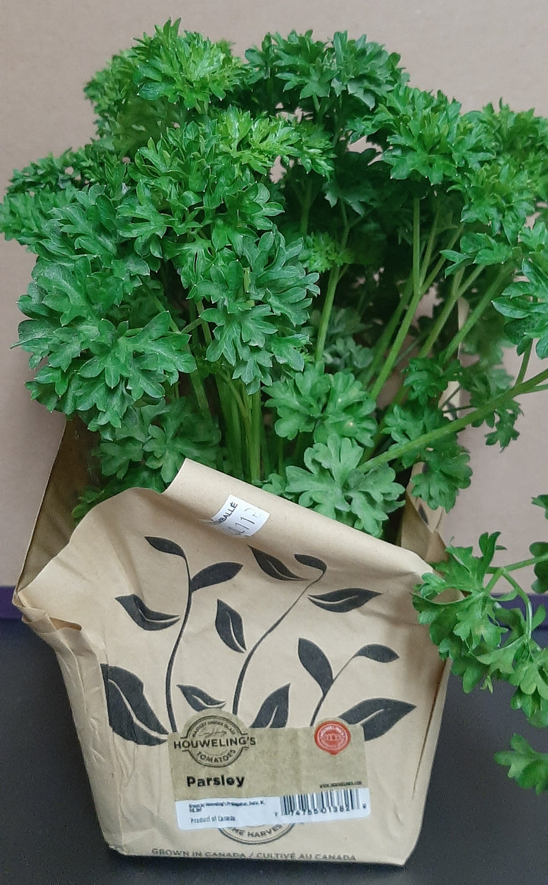 LIVING PARSLEY [1 ea]