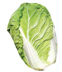 SUI CHOY (aka Chinese Cabbage or Napa Cabbage) [US]