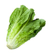 ROMAINE LETTUCE [1 EACH]