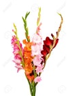 FLOWERS Gladiolas, 1 Bunch