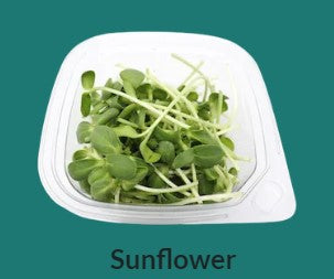 SIDNEY MICROGREENS SUNFLOWER [1 ea]