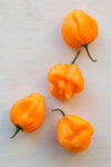 ORG SCOTCH BONNET HOT PEPPERS