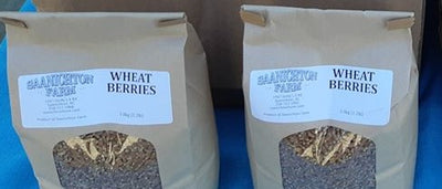 SAANICHTON FARM WHEAT BERRIES [1 KG]