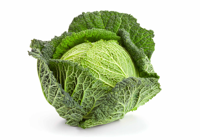 SAVOY CABBAGE