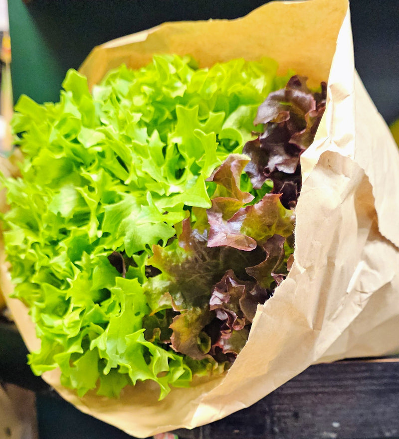 LIVING LETTUCE [1 ea]