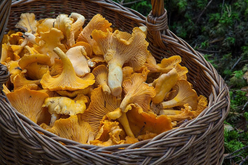 CHANTERELLE MUSHROOMS (VI)