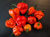 ORGANIC SCOTCH BONNET PEPPERS