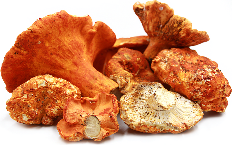 LOBSTER MUSHROOMS