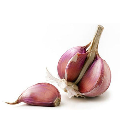 PURPLE GARLIC