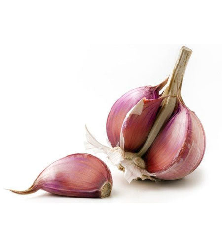 PURPLE GARLIC