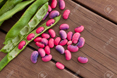 SCARLET RUNNER BEANS (VI)