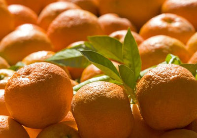 SEVILLE / MARMALADE ORANGE (US