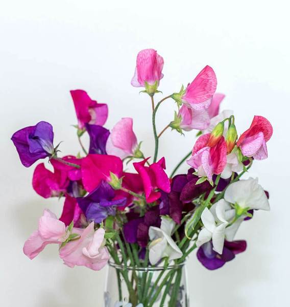 SWEET PEAS