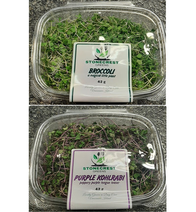 STONECREST PURPLE KOHLRABI [27 g]